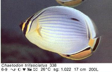 Chaetodon trifasciatus